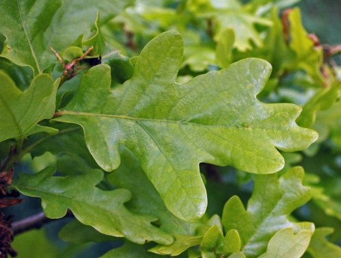 Fresh new oak leaves