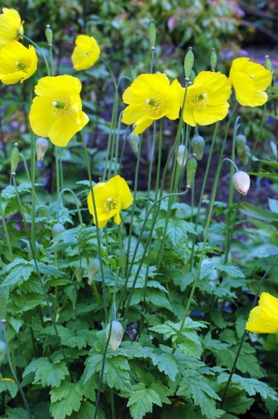 130603TGNT-Bodnant Gardens 016-More Welsh Poppies