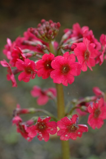 130603TGNT-Bodnant Gardens