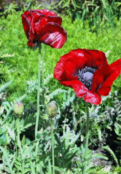 Poppies that don't look real