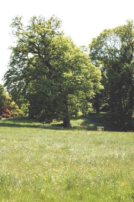 This is the wildflower meadow