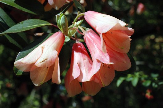 130603TGNT-Bodnant Gardens 08-Beautiful bells