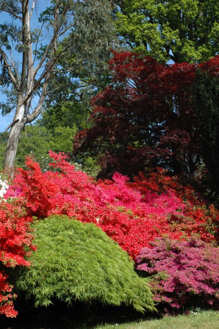 130603TGNT-Bodnant Gardens 11-Azaleas, bright green maple, eucalyptus & purple tree
