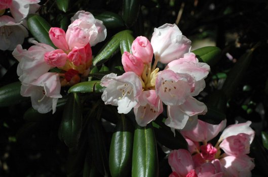 So many shades of pink in one flower