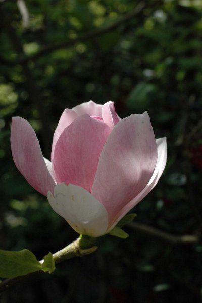 130603TGNT-Bodnant Gardens 17-A last magnolia flower