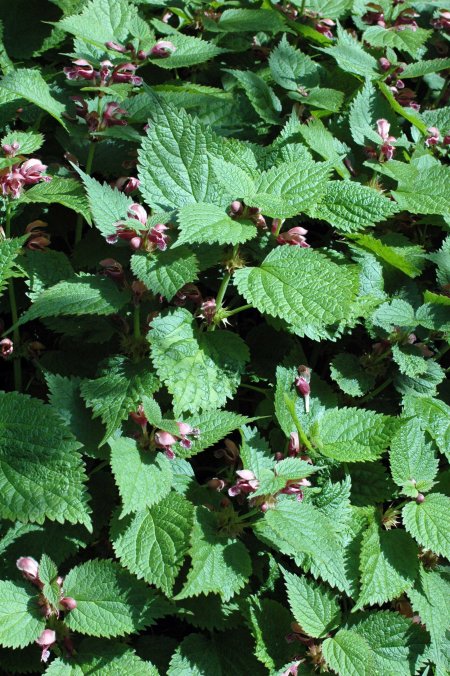 This looks a bit like a dead-nettle, but it's bigger