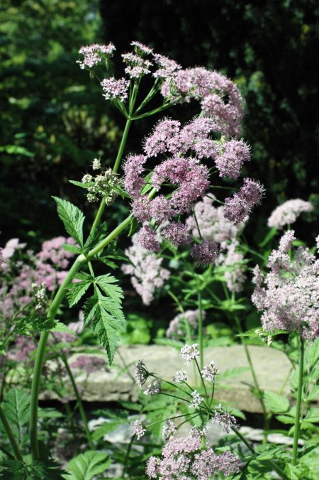 This plant resembled Cow-Parsley, but with a purple rinse