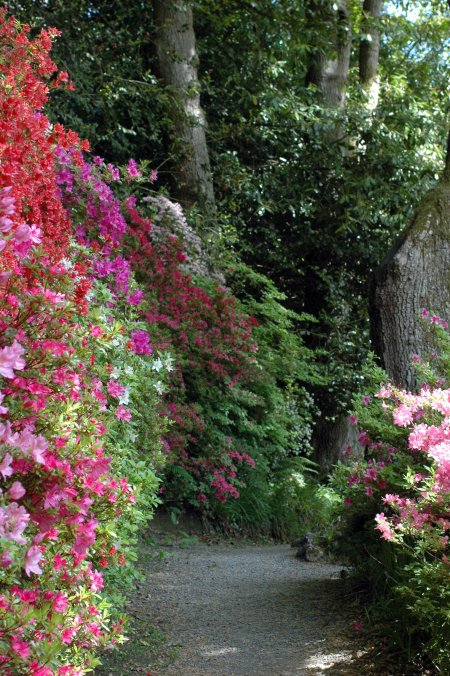 130603TGNT-Bodnant Gardens 21-A woodland path in dappled shade