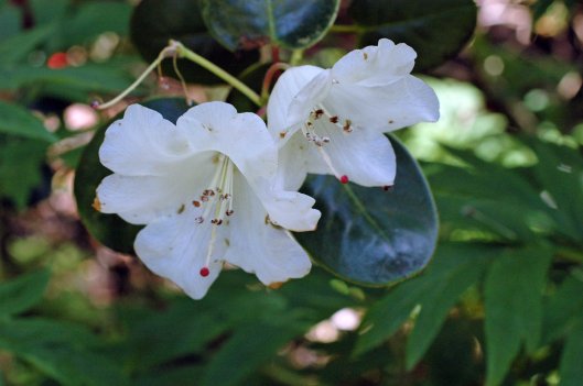 Pretty white bells