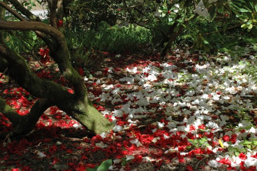 The rhododendrons are almost over and petals cover the ground beneath them