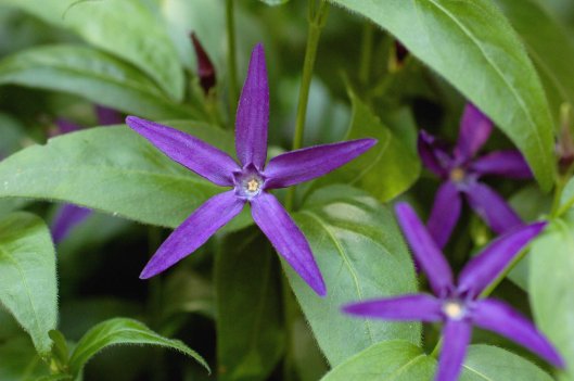 I loved this starry deep blue periwinkle