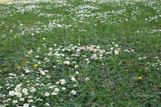 Even the best people have a daisy lawn these days