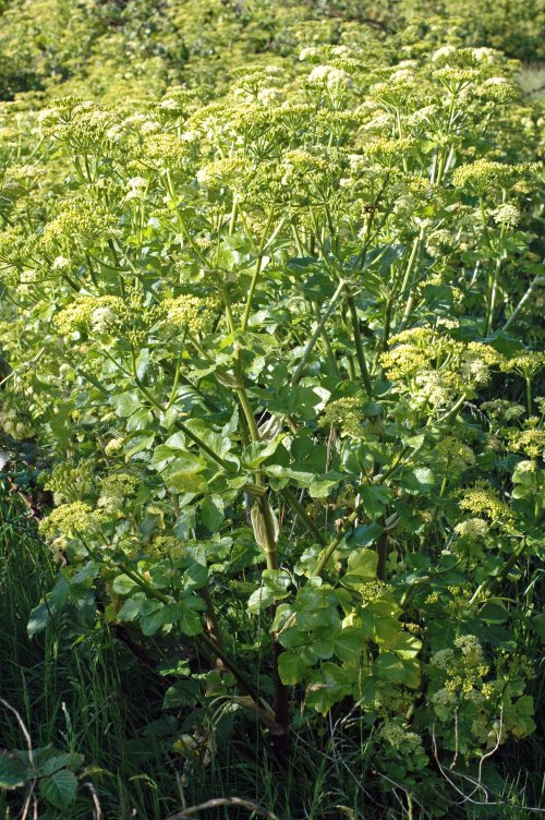 Alexanders lines the pathway for several metres
