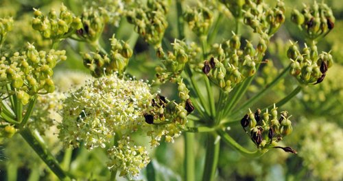 Alexanders is going to seed now, but there are still flowers