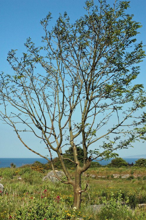 A smaller, younger Ash tree