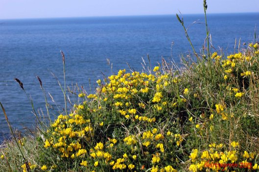 What could be prettier? Golden Bird's-foot Trefoil against a background of blue sea and sky