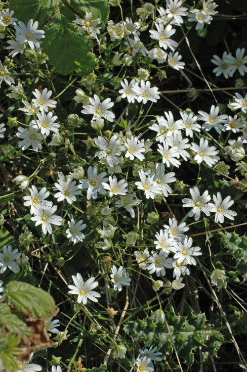 Greater Stitchwort-Stellaria holostea