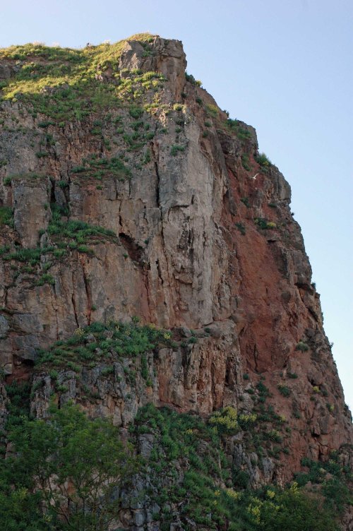 A tall red cliff-face on the Little Orme which has wild cabbage plants growing on ledges almost from top to bottom