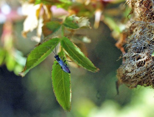 Tiny wasp from gall, resting on a nearby rose leaf