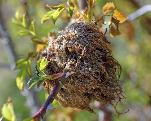 Dry Robin's Pincushion with little wasps on the surface