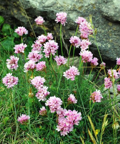 Thrift-Armeria maritima