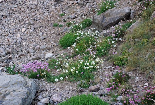 Thrift and Sea Campion on a scree slope at the bottom of a cliff wall