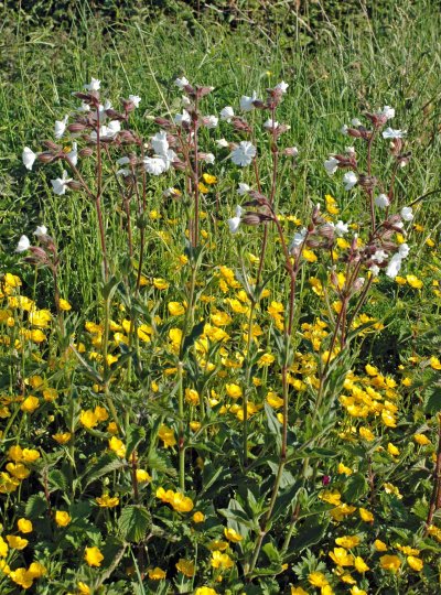 130604TGNR- White Campion & Buttercups - Little Orme, North Wales