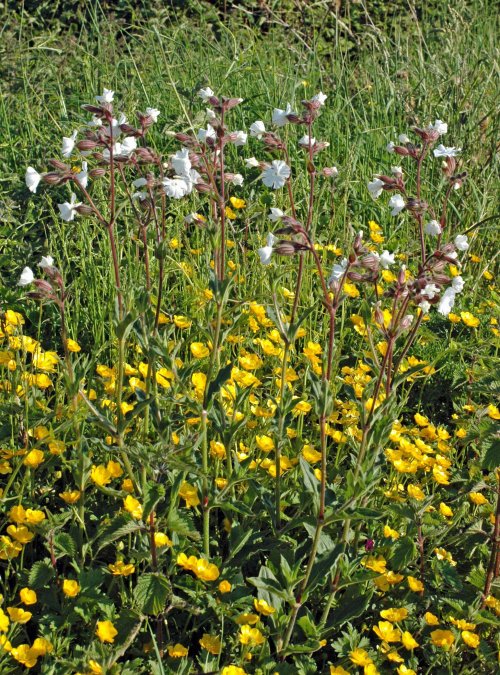 130604TGNR- White Campion & Buttercups - Little Orme, North Wales