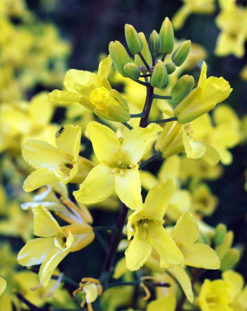 Flowers of the wild cabbage