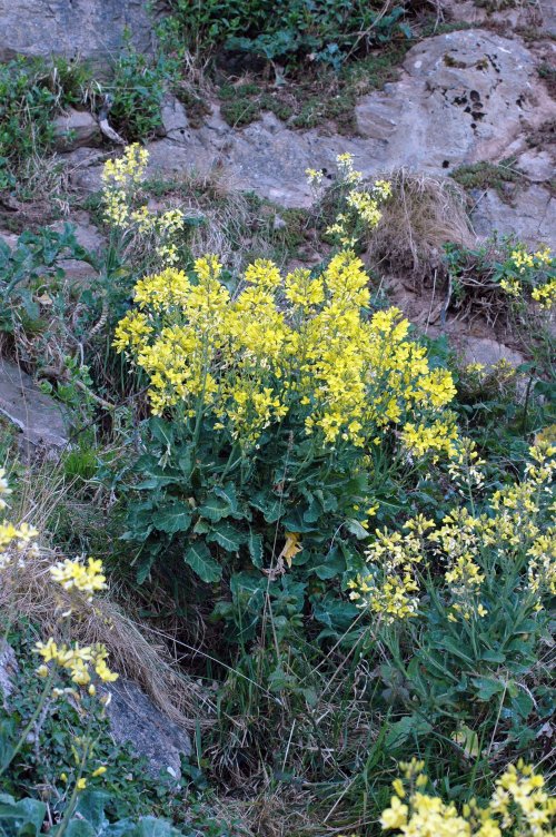 Wild Cabbage-Brassica olearacea