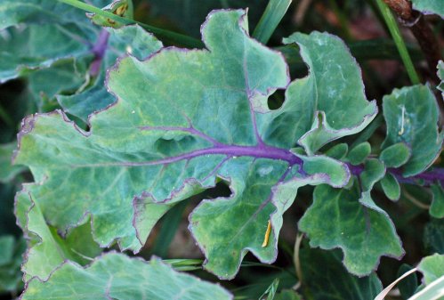 Leaf of Wild Cabbage