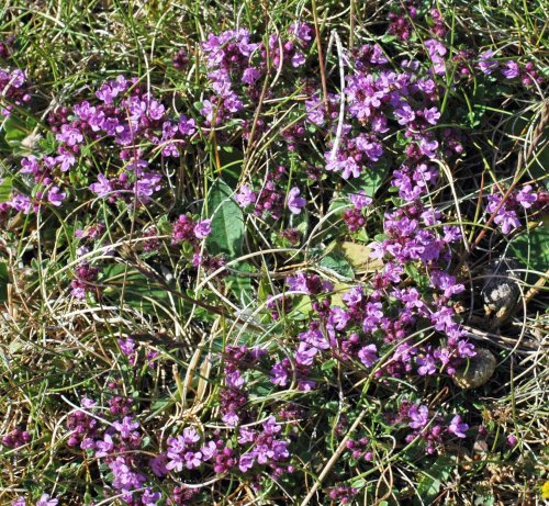 A small patch of newly-opened Wild Thyme