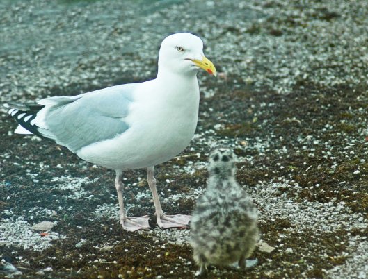 Mum back with breakfast