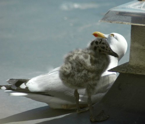Chick awake and stretching its legs, mother still watching the sky