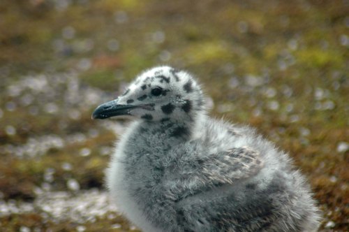13/6/13-Herring Gull chick one week later