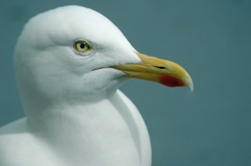 I would not like to be on the receiving end of that beak