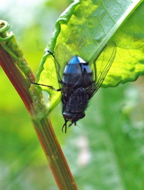 130613TGINCT- Bluebottle on dock leaf-Rhos-on-Sea garden