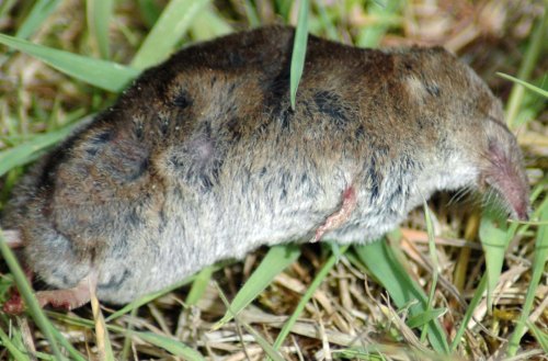 A Pygmy Shrew (dead)