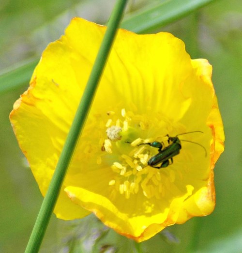 Oedemera nobilis feeding on pollen