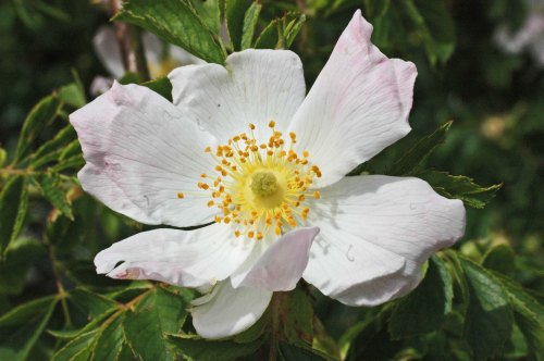 Dog Rose- Rosa canina