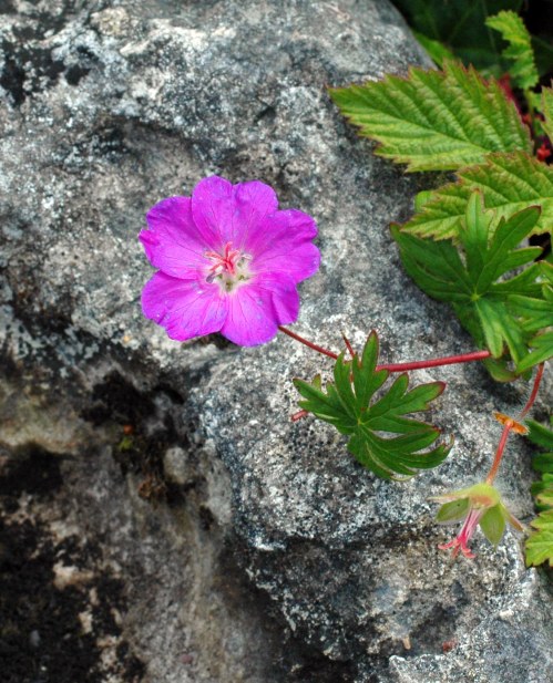 Bloody Cranesbill-Geranium sanguinem