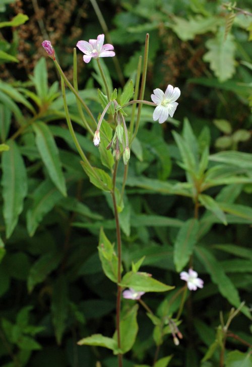 Broad-leaved Willowherb