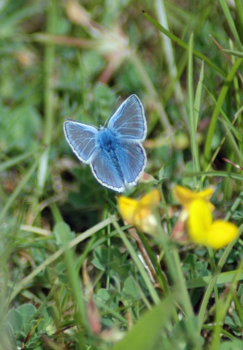 A Common Blue male taking off from Bird's-foot Trefoil