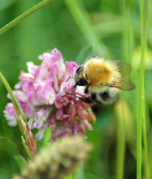Common Carder Bee on red clover
