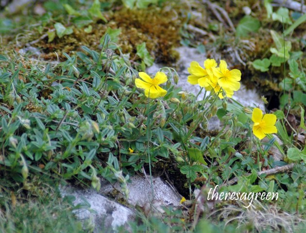 Common Rockrose-Helianthemum rummularium-Bryn Pydew