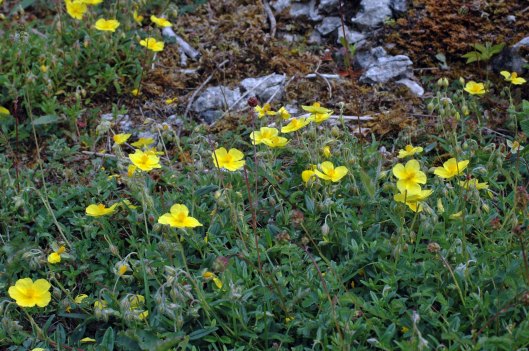 Common Rockrose