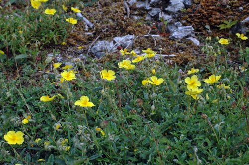 Common Rockrose