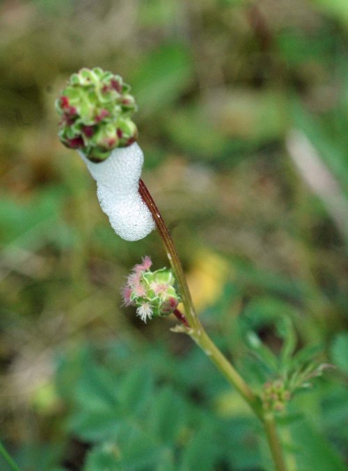 15/6/13-Cuckoo-spit on Salad Burnet