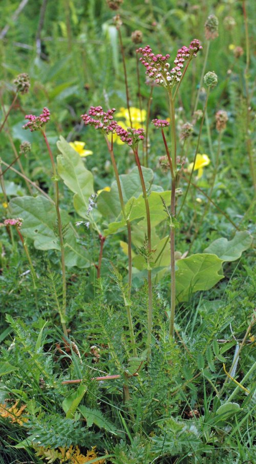 Dropwort in bud