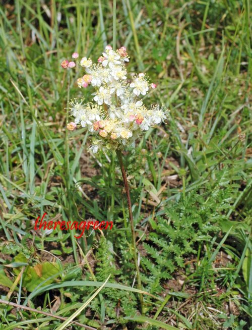 Dropwort in full peaches and cream frothy glory